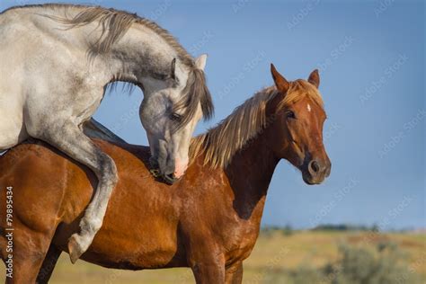 gay horses mating